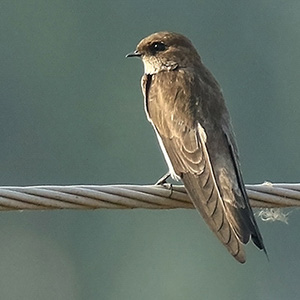 Pale Sand Martin